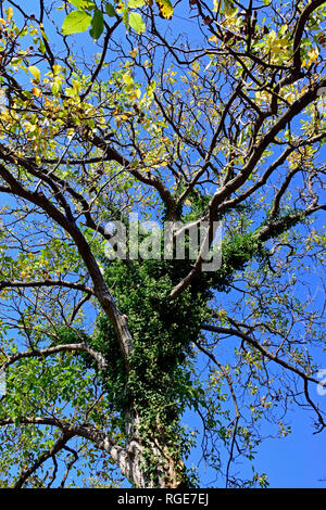 Vista verso l'alto su un lasciare-spargimento Walnut Tree di essere sopraffatto da evergreen edera comune Foto Stock