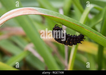 Un bruco appeso a un filo d'erba. Foto Stock