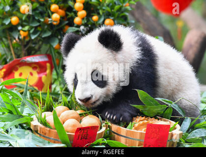 In Guangzhou, la Cina della provincia di Guangdong. 29 gen, 2019. Panda gigante cub lunga Zai gode di un pasto speciale al Chimelong Safari Park a Guangzhou, la capitale del sud della Cina di Provincia di Guangdong, 29 gennaio, 2019. I due cuccioli nati nel luglio del 2018, godeva di una speciale Anno nuovo trattamento presso il parco davanti al Festival di Primavera, che cade il 5 febbraio di quest'anno. Credito: Liu Dawei/Xinhua/Alamy Live News Foto Stock