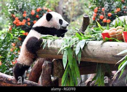 In Guangzhou, la Cina della provincia di Guangdong. 29 gen, 2019. Panda gigante cub lunga Zai gode di un pasto speciale al Chimelong Safari Park a Guangzhou, la capitale del sud della Cina di Provincia di Guangdong, 29 gennaio, 2019. I due cuccioli nati nel luglio del 2018, godeva di una speciale Anno nuovo trattamento presso il parco davanti al Festival di Primavera, che cade il 5 febbraio di quest'anno. Credito: Liu Dawei/Xinhua/Alamy Live News Foto Stock