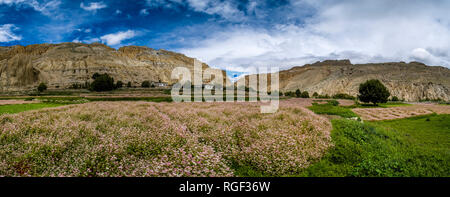 Vista panoramica sul villaggio e dintorni agricoli con il grano saraceno e campi di orzo in Mustang Superiore Foto Stock