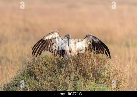 Un bianco-backed vulture, Gyps africanus, sorge su una collinetta nel Masai Mara, in inizio di mattina di luce. Le ali sono sparsi per aumentare l'area di superficie e una Foto Stock