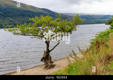 Vecchia Quercia sul lato del Loch Lomond Scozia Scotland Foto Stock