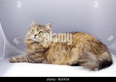 Siberiano gatto femmina in morbido casella. Foto Stock