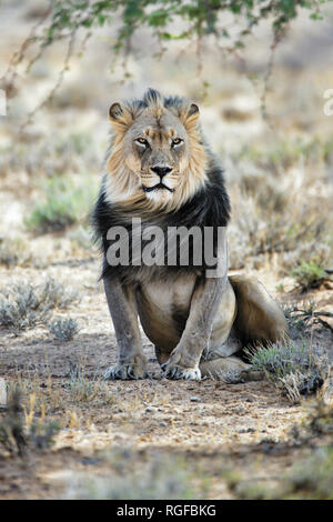 Nero maschio maned lion riposo sotto un albero nel Kgalagadi, Sud Africa. Panthera leo Foto Stock