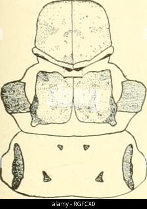 . Bollettino del Lloyd Biblioteca di Botanica, la farmacia e la Materia Medica. La botanica; farmacia; entomologica; funghi. • -R 8. Si prega di notare che queste immagini vengono estratte dalla pagina sottoposta a scansione di immagini che possono essere state migliorate digitalmente per la leggibilità - Colorazione e aspetto di queste illustrazioni potrebbero non perfettamente assomigliano al lavoro originale. Lloyd Library and Museum; Lloyd Biblioteca di Botanica, la farmacia e la Materia Medica. Cincinnati, Lloyd Library and Museum Foto Stock