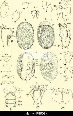 . Bollettino del Lloyd Biblioteca di Botanica, la farmacia e la Materia Medica. La botanica; farmacia; entomologica; funghi. La PIASTRA I MxPlp. rv** ' ST -- Pel --^Y---Clp Lm *p--------Ant LbPlp ^.A-md gk&amp;-Mx 1 V3)--Mx2. Si prega di notare che queste immagini vengono estratte dalla pagina sottoposta a scansione di immagini che possono essere state migliorate digitalmente per la leggibilità - Colorazione e aspetto di queste illustrazioni potrebbero non perfettamente assomigliano al lavoro originale. Lloyd Library and Museum; Lloyd Biblioteca di Botanica, la farmacia e la Materia Medica. Cincinnati, Lloyd Library and Museum Foto Stock