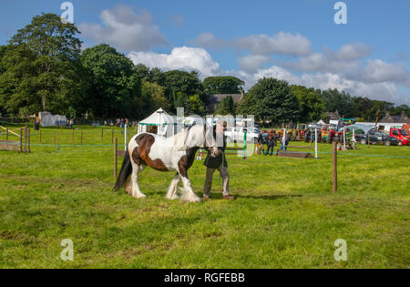 Cavallo a Weardale Visualizza Foto Stock