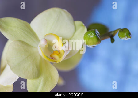 Giallo Phalaenopsis Orchid , orchidea gialla, vasi di pianta di casa Foto Stock