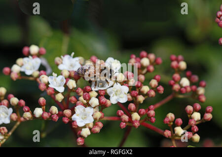 Il miele delle api su viburnum flower caprifoliaceae apis mellifera mostrante il polline bianco sac e molto vicino con boccioli pallon di maggio Foto Stock