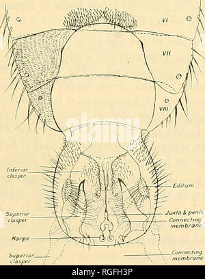 . Bollettino della ricerca entomologica. Entomologia. Fig. 1. -Hypopygium di Qlussina maschio, come si vede quando è chiuso ; le linee tratteggiate indicano la posizione del superiore claspers al di sotto di esso. che la sua superficie ventrale insieme con le sue varie e complesse strutture vengono visualizzate. Queste appendici sono : 1. Superior Claspers {sc in tutte le figure). La posizione di questi organi quando il hypopygium è chiuso è stato già descritto ed è indicato con le linee tratteggiate in fig. sc. Tali organi può essere eretta per un angolo di gradi variabili ; ma nella vita non sono mai esteso all'indietro così come Foto Stock