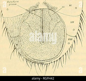 . Bollettino della ricerca entomologica. Entomologia. Sulla base di uno studio dei genitali maschili indotto. 11 macerata in potassa caustica per pochi minuti di questo organo che è davvero un segmento modificato di addome, può essere ruotata all'indietro, come mostrato in fig. 2, in modo. Fig. 1. -Hypopygium di Qlussina maschio, come si vede quando è chiuso ; le linee tratteggiate indicano la posizione del superiore claspers al di sotto di esso. che la sua superficie ventrale insieme con le sue varie e complesse strutture vengono visualizzate. Queste appendici sono : 1. Superior Claspers {sc in tutte le figure). La posizione di questi organi quando il hypopy Foto Stock