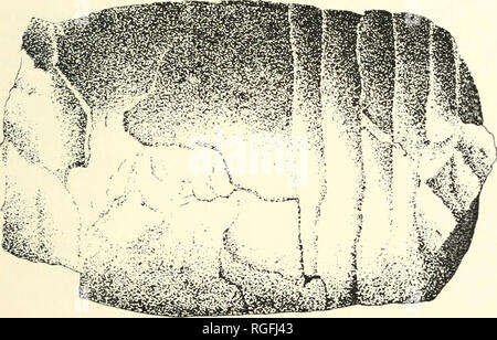 . Bollettino della Società della Buffalo di scienze naturali. Storia naturale; scienza. . Si prega di notare che queste immagini vengono estratte dalla pagina sottoposta a scansione di immagini che possono essere state migliorate digitalmente per la leggibilità - Colorazione e aspetto di queste illustrazioni potrebbero non perfettamente assomigliano al lavoro originale. Buffalo Società delle Scienze Naturali. Il bufalo, N. Y. : Buffalo Società di Scienze Naturali Foto Stock