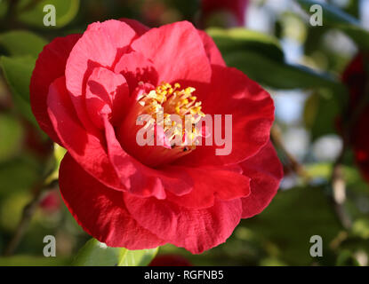 Una Pink Camellia japonica, japanese camellia, o Tsubaki in giapponese Foto Stock