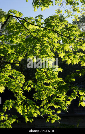 Un sacco di giovani foglie di acero illuminata dal sole di primavera Foto Stock