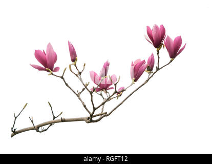 Fiore di magnolia ramo isolato su sfondo bianco Foto Stock