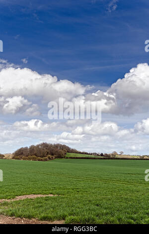 Salisbury Plain Wiltshire un area di chalk downland utilizzati per seminativi. Foto Stock