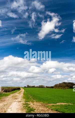 Salisbury Plain Wiltshire un area di chalk downland utilizzati per seminativi. Foto Stock