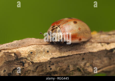 10-spot Ladybird (Adalia decempunctata) appoggiato sul gambo di edera. Tipperary, Irlanda Foto Stock