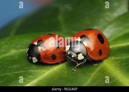 Due 7-spot coccinelle (Coccinella septempunctata) appoggiato sulla foglia di Edera in inverno. Tipperary, Irlanda Foto Stock