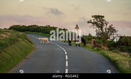 Wild Exmoor pony e una pecora, visto sulla collina Porlock nel Somerset, Inghilterra, Regno Unito Foto Stock