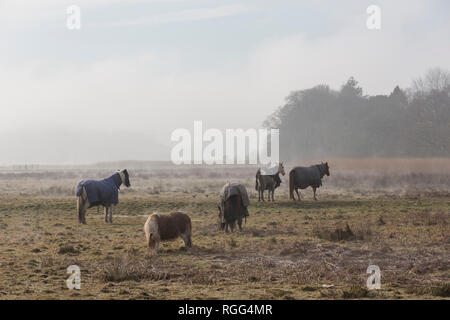 Cavalli e pony pascolano sui rifiuti di terra su una nebbia, foschia mattutina Foto Stock