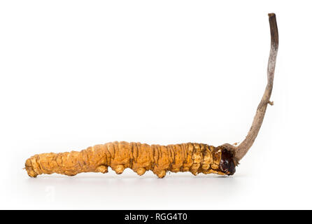 Ophiocordyceps sinensis (CHONG CAO, DONG CHONG XIA CAO) o fungo cordyceps questo è un erbe su sfondo isolato. Proprietà medicinali in trea Foto Stock