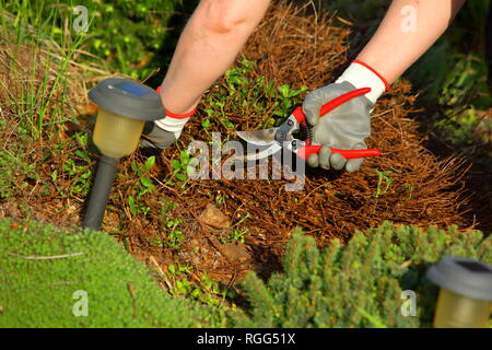 Una donna si nasconde la primavera nel giardino. Pulisce dal vecchio e appassiti rametti. Foto Stock