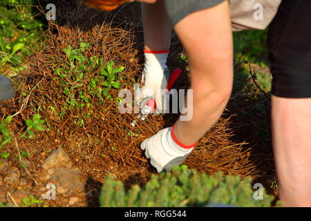 Una donna si nasconde la primavera nel giardino. Pulisce dal vecchio e appassiti rametti. Foto Stock