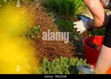 Una donna si nasconde la primavera nel giardino. Pulisce dal vecchio e appassiti rametti. Foto Stock