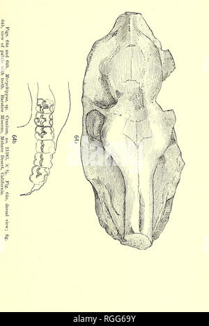 . Bollettino del Dipartimento di Geologia. La geologia. 1919] Merriam: terziario faune di mammiferi del deserto Mohave 499. Si prega di notare che queste immagini vengono estratte dalla pagina sottoposta a scansione di immagini che possono essere state migliorate digitalmente per la leggibilità - Colorazione e aspetto di queste illustrazioni potrebbero non perfettamente assomigliano al lavoro originale. Presso la University of California a Berkeley. Dipartimento di Geologia. Berkeley : University Press Foto Stock