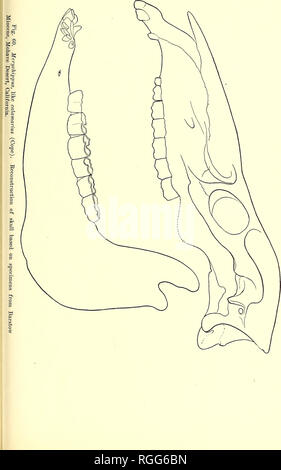 . Bollettino del Dipartimento di Geologia. La geologia. 1919] Merriam : terziario faune di mammiferi del deserto Mohave 495. Si prega di notare che queste immagini vengono estratte dalla pagina sottoposta a scansione di immagini che possono essere state migliorate digitalmente per la leggibilità - Colorazione e aspetto di queste illustrazioni potrebbero non perfettamente assomigliano al lavoro originale. Presso la University of California a Berkeley. Dipartimento di Geologia. Berkeley : University Press Foto Stock