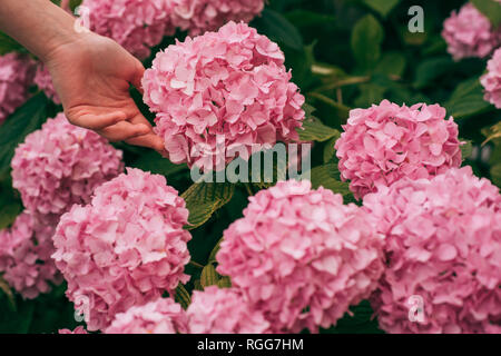 Donna cura dei fiori nel giardino. giardiniere con fiori. hydrangea. La primavera e l'estate. La cura dei fiori e irrigazione. suoli e fertilizzanti. Serra Foto Stock