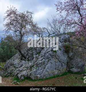 Fioritura biancospino albero che cresce al di fuori della roccia, vicino a Grazalema, Andalusia, Spagna Foto Stock