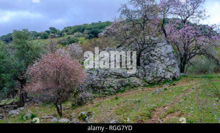 Fioritura biancospino albero che cresce al di fuori della roccia, vicino a Grazalema, Andalusia, Spagna Foto Stock