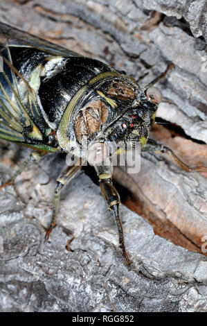 Close-Up Ritratto di nero europeo Cicala, Tibicen plebejus Foto Stock