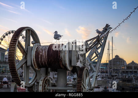 Gabbiani sulla gru nel porto al tramonto Foto Stock