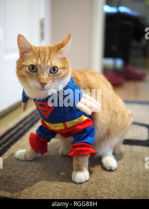 Mika la orange tabby indossando il costume di Superman Foto Stock