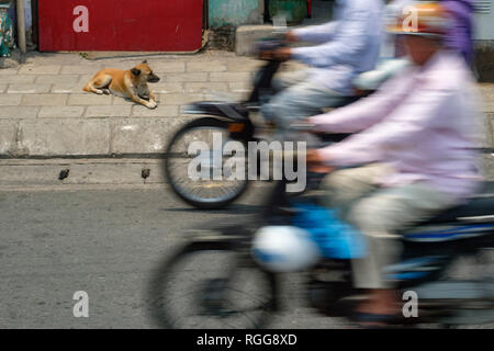 Stray dog sdraiato sul marciapiede di strada come le persone passano da sui motocicli in Ho Chi Minh City, Vietnam, sud-est asiatico Foto Stock