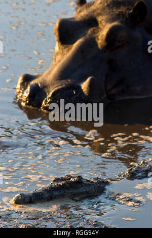 Come la stagione secca progredisce il fiume smette di fluire e le piscine si restringono e potenziali antagonisti come aggressiva di ippopotami e coccodrilli predatorio ha Foto Stock