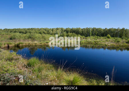 Lago nella riserva naturale borse Moor / Toten Moor, sollevato bog / ombrotrophic bog vicino a Neustadt am Rübenberge, Niedersachsen / Bassa Sassonia, Germania Foto Stock
