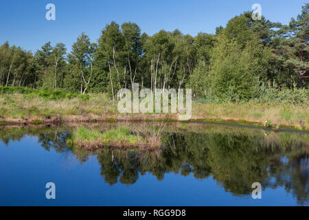 Lago nella riserva naturale borse Moor / Toten Moor, sollevato bog / ombrotrophic bog vicino a Neustadt am Rübenberge, Niedersachsen / Bassa Sassonia, Germania Foto Stock