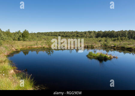 Lago nella riserva naturale borse Moor / Toten Moor, sollevato bog / ombrotrophic bog vicino a Neustadt am Rübenberge, Niedersachsen / Bassa Sassonia, Germania Foto Stock