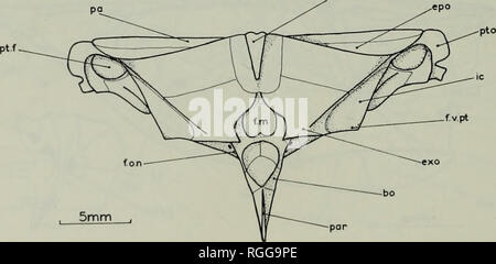 . Bollettino del Museo Britannico di Storia Naturale) Supplemento di geologia. Ho 10 ri'l'ER CRETACEO TELEOSTS exoccipital le ossa si incontrano nella linea mediana della faccia posteriore del neuro- cranio sotto il foramen magnum e basta mettersi in contatto con ciascun altro al di sopra di essa, com- pletamente racchiudente il foramen magnum. Ventralmente ogni exoccipital contribuisce alla composizione del condilo occipitale, e lateralmente forma parte della parete cranica, contattando il intercalar, il pterotic e il prootic. Il foramen attraverso cui il nervo vago passata è un eminente foro sulla faccia laterale del neurocranium in Foto Stock