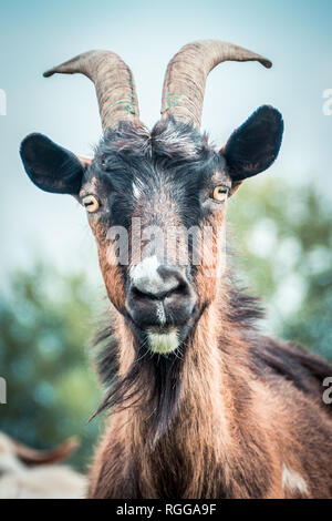 Ritratto di capra domestica nella mandria, montagne dei Carpazi in Ucraina Foto Stock