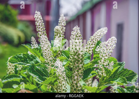 I piccoli fiori bianchi di Laconosa berry crescono nel giardino. Impianto a base di erbe. Foto Stock