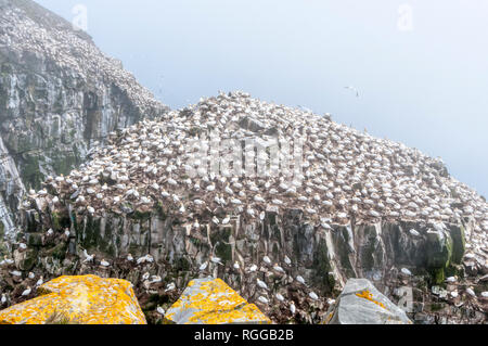 Northern sule, Morus bassanus, nesting su Bird Rock al Cape Santa Maria la riserva ecologica di colonia di allevamento di Terranova, Canada. Foto Stock