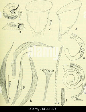 . Bollettino del Museo Britannico di storia naturale). Nuovo australiano SPIRORBINAE 241. Fig. 3, Protolaeospira{P.)canina sp. n. a) tubo da sopra; b) Tubo, vista laterale ;c) opercolo, vista dorsale; d) opercolo, vista laterale; e) il collare seta, visualizzazione lato della "Blade"; f) il collare seta, visualizzazione anteriore "Blade"; g) la semplice seta come nella seconda e terza fascicoli; h) la falce seta come nella terza fascicoli; j) di seta addominale; k) uncinus toracica; 1) uncinus addominale (cross-hatch- ing denota i denti quasi al di là di risoluzione del microscopio luminoso); m) animale intero visto dal lato dorsale che mostra la massa di uova e la p Foto Stock