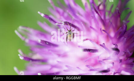 Piccolo Bug il bilanciamento all'interno di un fiore di cardo Foto Stock