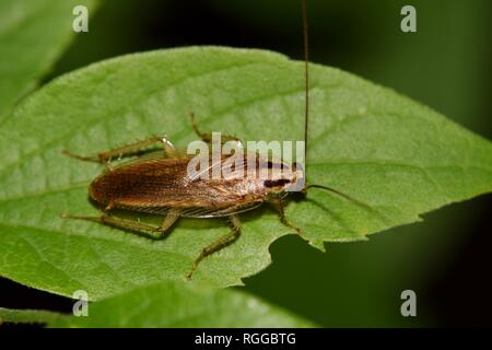 Un scarafaggio tedesco di scavenging fuori durante la notte in una struttura ad albero Hackberry a Houston, TX. Foto Stock